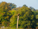 Buzzard - Myszołów